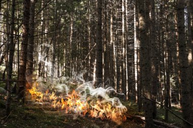 Dağ ormanlarındaki ağaçlar arasında yangın. Vahşi ateşin tehlikesi