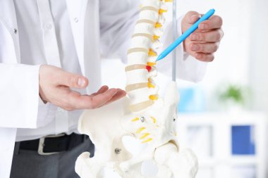 İnsan omurga modeli olan doktor hastanede, yakın plan.