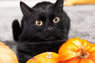 Cadılar Bayramı kutlaması. Şirin kedi ve halı içinde balkabağı
