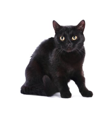 Beyaz arka planda sevimli siyah kedi. Sevimli hayvan