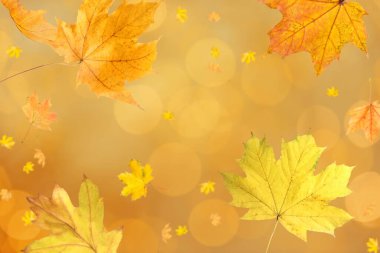 Altın sonbahar yaprakları bulanık arkaplana doğru düşüyor. Işıklar, bokeh etkisi