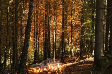 Dağ ormanlarındaki ağaçlar arasında yangın. Vahşi ateşin tehlikesi