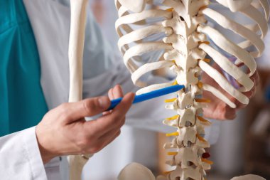 Hastanede insan iskeleti modeli olan bir doktor var.