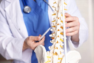 İnsan omurga modeli olan doktor hastanede, yakın plan.