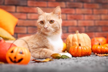Cadılar Bayramı kutlaması. Şirin kedi, balkabağı ve sonbahar yaprakları.