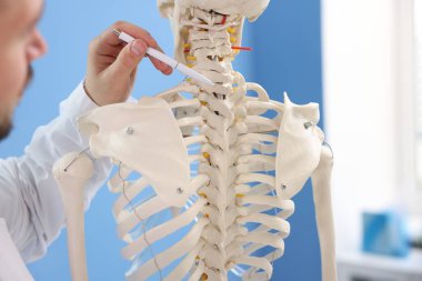 Hastanede insan iskeleti modeli olan bir doktor var.