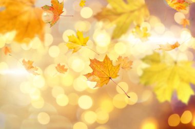 Altın sonbahar yaprakları bulanık arkaplana doğru düşüyor. Işıklar, bokeh etkisi