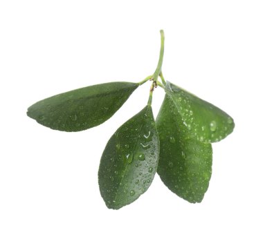 Beyaz üzerine su damlaları bırakılmış taze yeşil yapraklar.