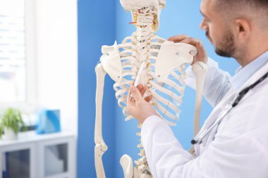 Hastanede insan iskeleti modeli olan bir doktor var.