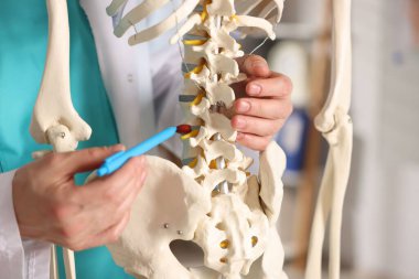 Hastanede insan iskeleti modeli olan bir doktor var.