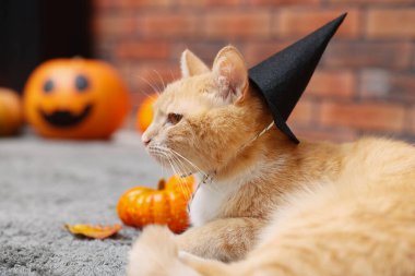 Cadılar Bayramı kutlaması. Cadı şapkası takmış şirin bir kedi ve içerideki halıda şenlikli bir dekor, mesaj atmak için yer var.