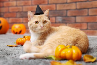 Cadılar Bayramı kutlaması. Cadı şapkası takmış şirin bir kedi ve içerideki halıda şenlikli bir dekor, mesaj atmak için yer var.