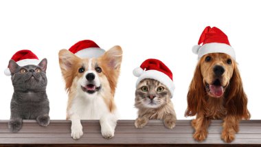 Beyaz arka planda Noel Baba şapkalı sevimli kedi ve köpekler. Hayvanlar pençelerini masaya koyuyorlar.