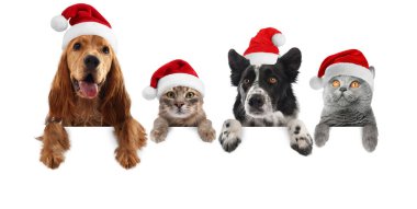 Beyaz arka planda gözetleyen Noel Baba şapkalı sevimli kedi ve köpekler. Hayvanlar pençelerini pankartta tutuyorlar