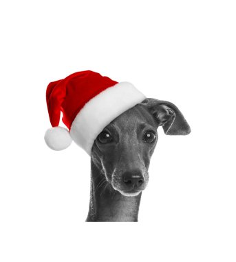 Beyaz arka planda Noel Baba şapkalı şirin köpek.