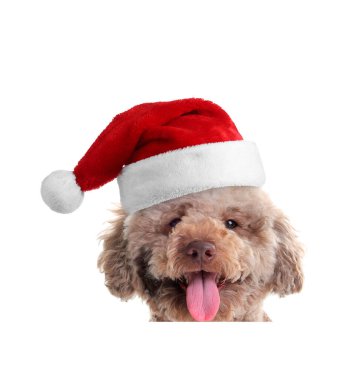 Beyaz arka planda Noel Baba şapkalı şirin köpek.