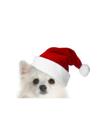 Beyaz arka planda Noel Baba şapkalı şirin köpek.