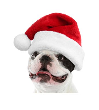 Beyaz arka planda Noel Baba şapkalı şirin köpek.