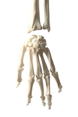 Artificial human hand model isolated on white