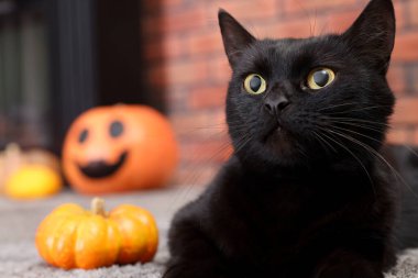 Cadılar Bayramı kutlaması. Şirin kedi ve halı içinde balkabağı