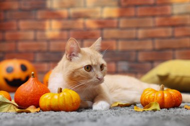 Cadılar Bayramı kutlaması. Şirin kedi, balkabağı ve sonbahar yaprakları.