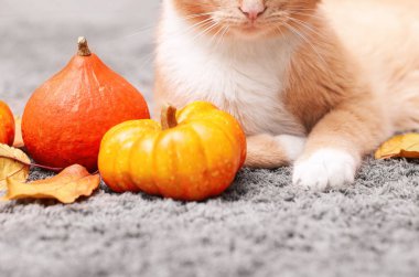 Cadılar Bayramı kutlaması. Şirin kedi, balkabağı ve sonbahar yaprakları.