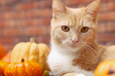 Cadılar Bayramı kutlaması. Şirin kedi, balkabağı ve sonbahar yaprakları.