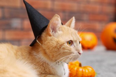 Cadılar Bayramı kutlaması. Cadı şapkası takmış şirin bir kedi ve içerideki halıda şenlikli bir dekor, mesaj atmak için yer var.