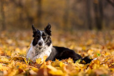 Parkta düşen yaprakların üzerindeki sevimli köpek. Sonbahar yürüyüşü