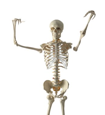 Beyaz arkaplanda yapay insan iskeleti modeli