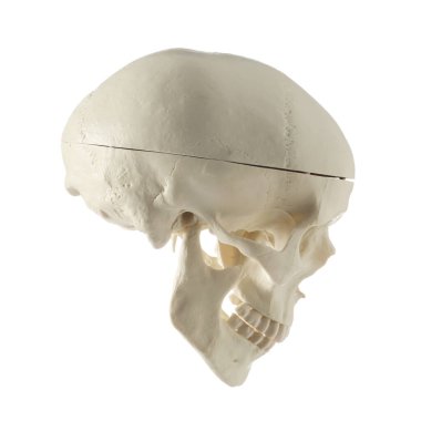 Beyazda izole edilmiş yapay insan kafatası modeli