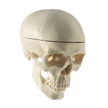 Beyazda izole edilmiş yapay insan kafatası modeli
