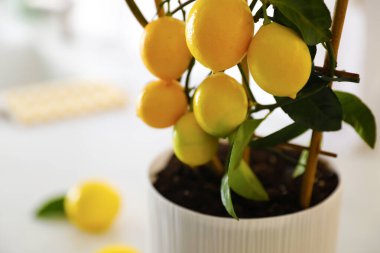 Mutfakta olgun meyveli limon ağacı, yakın plan. Metin için boşluk