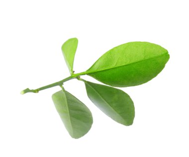 Taze yeşil yapraklar beyaz üzerine izole edilmiş.