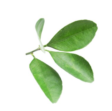 Taze yeşil yapraklar beyaz üzerine izole edilmiş.