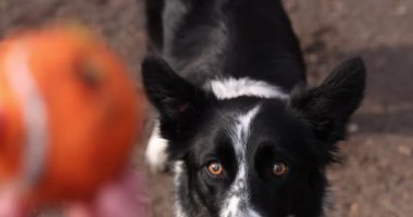 Parkta sevimli köpeğiyle oynayan bir kadın, kamera hareket ediyor. Sonbahar yürüyüşü