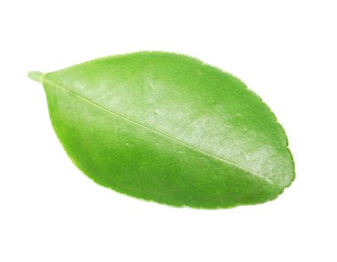 Taze yeşil bir yaprak beyaza izole edilmiş