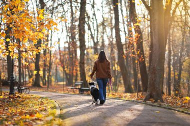 Sonbahar parkında güzel köpeğini gezdiren bir kadın. Metin için boşluk