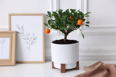 Mandalina ağacı ve çerçeveler beyaz masa içinde.