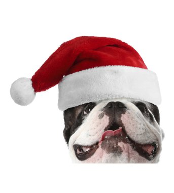Beyaz arka planda Noel Baba şapkalı şirin köpek.