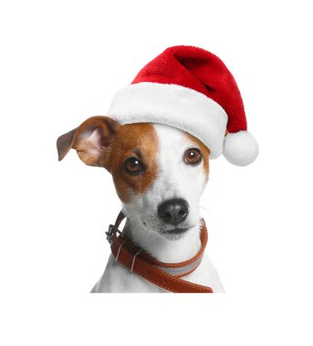 Beyaz arka planda Noel Baba şapkalı şirin köpek.