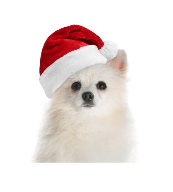 Beyaz arka planda Noel Baba şapkalı şirin köpek.