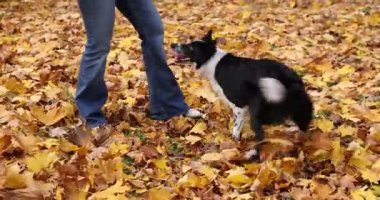 Parkta sevimli köpeğini eğiten bir kadın, kamera hareket ediyor. Sonbahar yürüyüşü