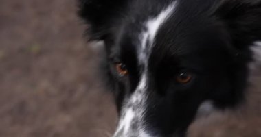 Parkta sevimli köpeğiyle oynayan bir kadın, kamera hareket ediyor. Sonbahar yürüyüşü