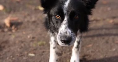 Parkta sevimli köpeğiyle oynayan bir kadın, kamera hareket ediyor. Sonbahar yürüyüşü