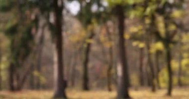 Parkta topla oynayan sevimli bir köpek, kamera hareket ediyor. Sonbahar yürüyüşü