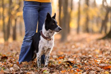Sonbahar parkında sevimli köpeğini gezdiren bir kadın, yakın plan. Metin için boşluk