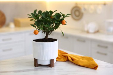 Mutfaktaki beyaz mermer masaya mandalina ağacı, metin için yer.