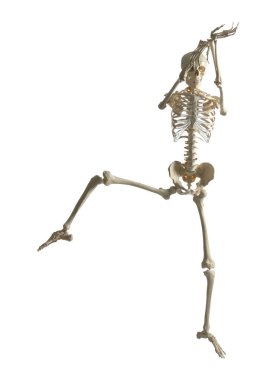 Beyaz arkaplanda yapay insan iskeleti modeli