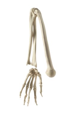 Yapay insan kolu modeli beyaz renkte izole edildi